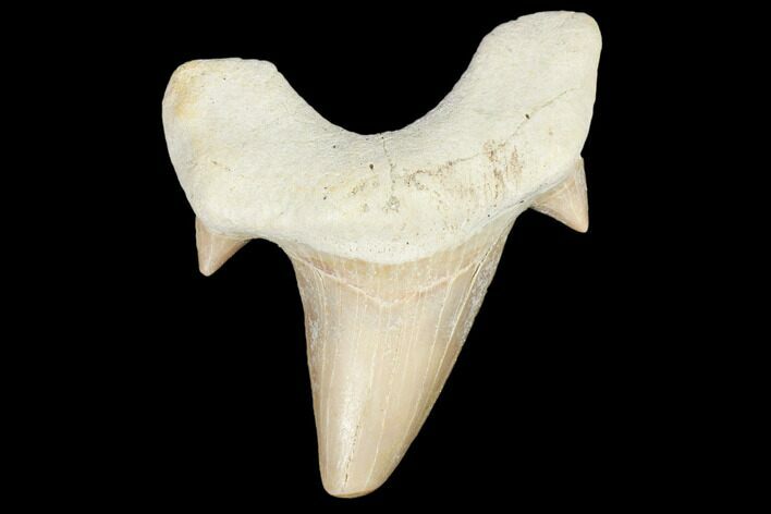Fossil Shark Tooth (Otodus) - Morocco #103255